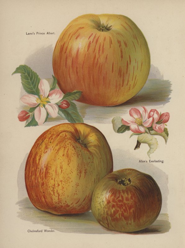 Lanes Prince Albert, Allens Everlasting, Chelmsford Wonder von English School