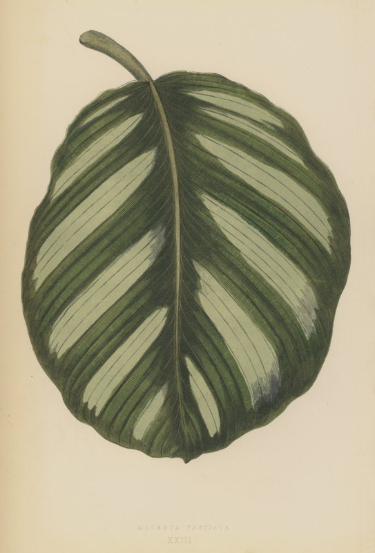 Maranta Fasciata von English School