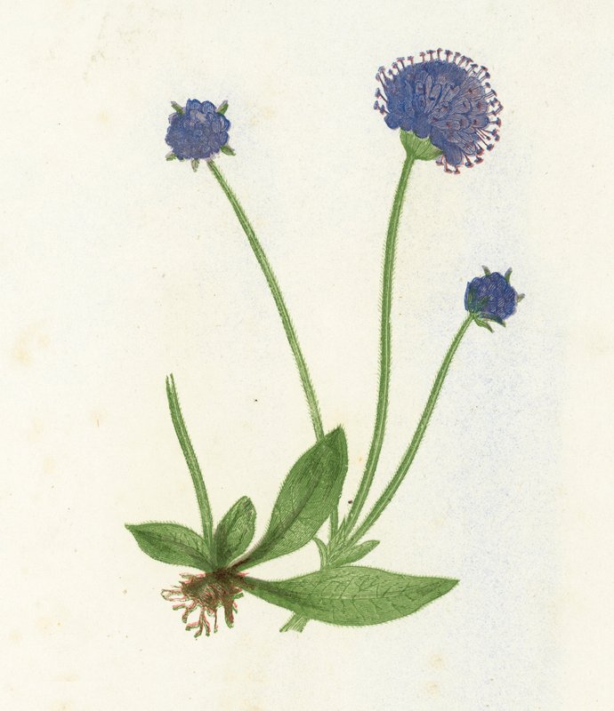 Teufelsabbiss, Scabiosa Succisa von English School