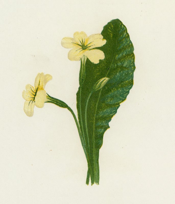 Primel, Primula Vulgaris von English School