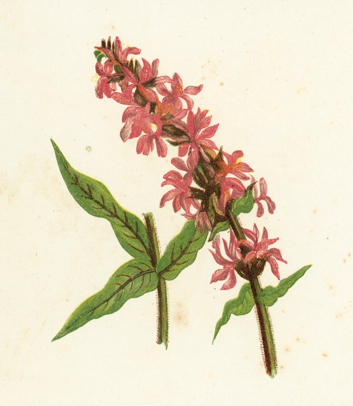 Blut-Weiderich, Lythrum Salicaria von English School