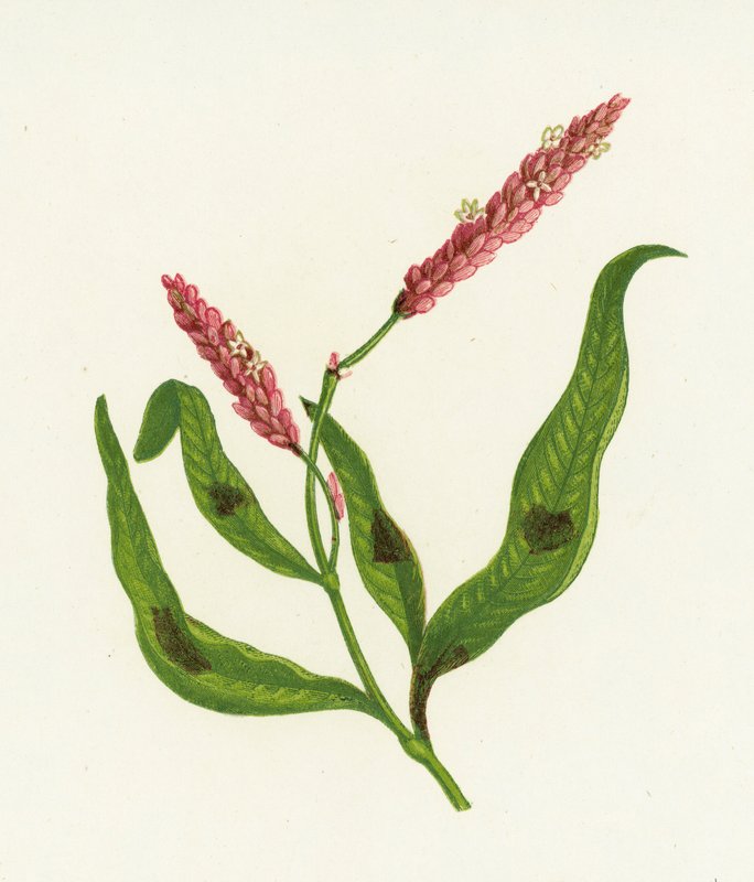 Floh-Knöterich, Polygonum Persicaria von English School