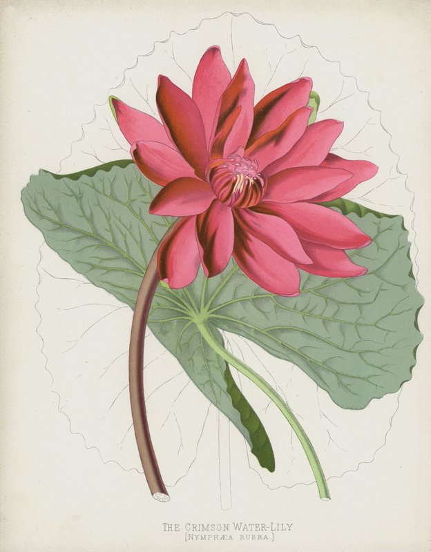 Die Karmesinrote Seerose, Nymphaea Rubra von English School