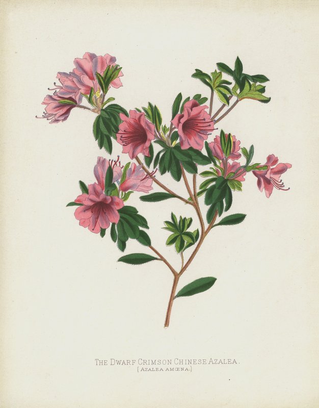 Die Zwerg-Karmesinrote Chinesische Azalee, Azalea Amoena von English School