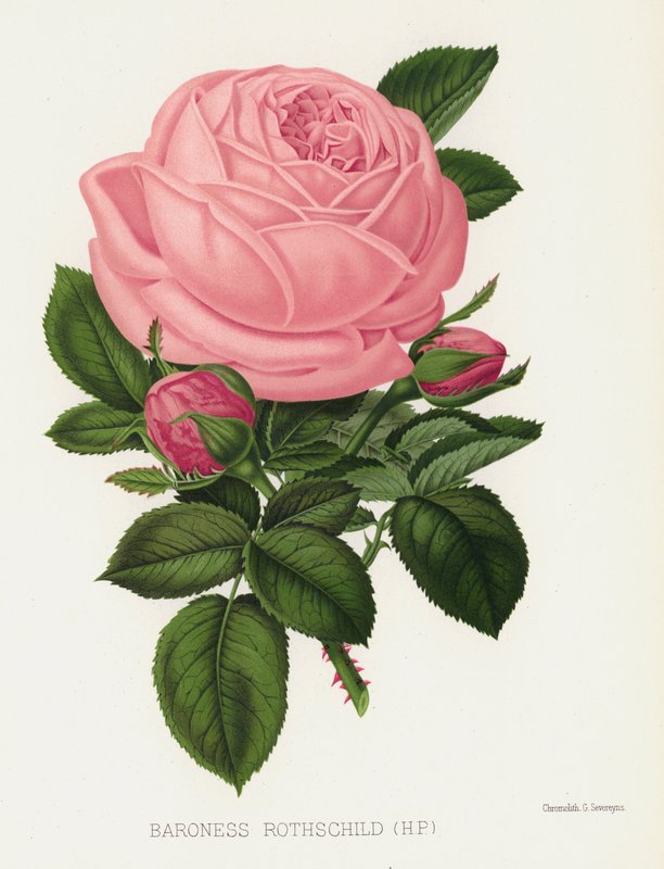 Der Rosengarten: Baronin Rothschild, HP von English School
