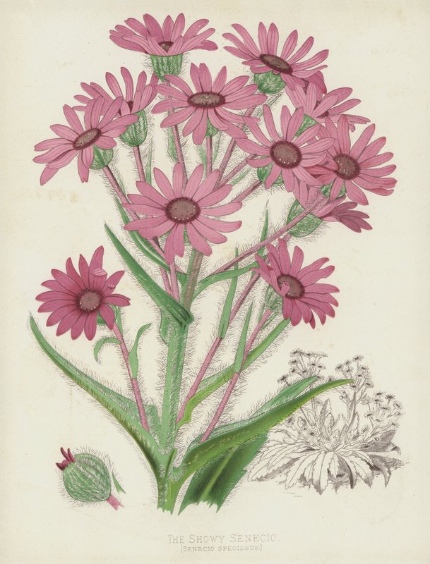 Der Prächtige Greiskraut, Senecio Speciosus von English School