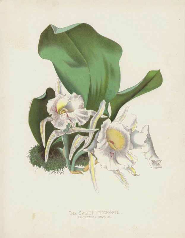 Der Süße Trichopil, Trichopilia Suavis von English School