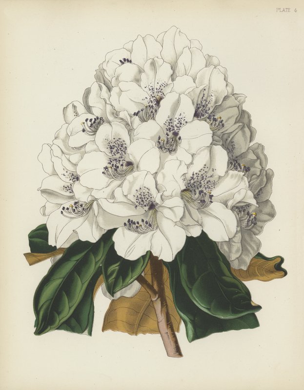 Der Weiße Cunningham Rhododendron, Rhododendron Cinnamomeum; var Cunninghami von English School