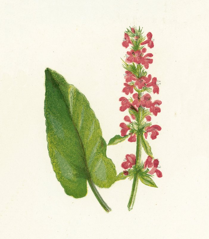 Heilziest, Betonica Officinalis von English School