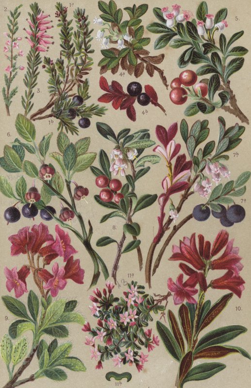 Alpine Flora von European School