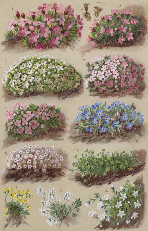 Alpine Flora von European School