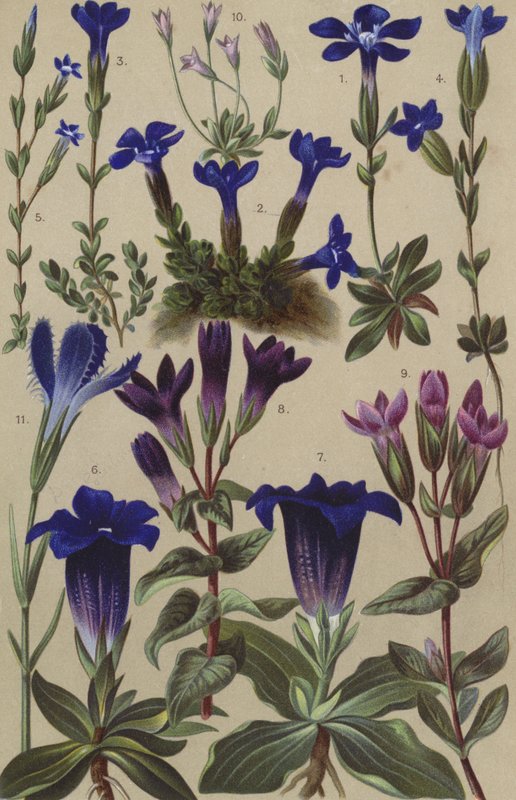 Alpine Flora von European School