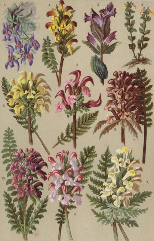 Alpine Flora von European School