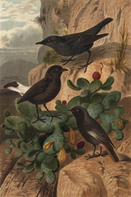 Blaumerle, Trauersteinschmätzer und Hausrotschwanz von European School