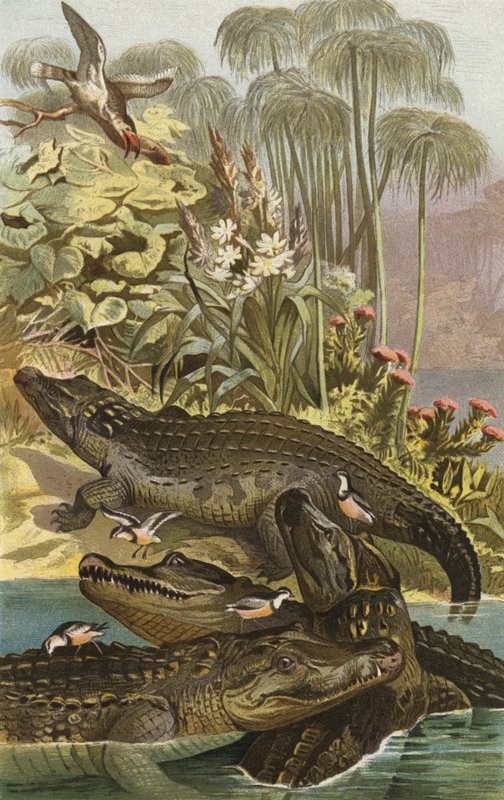 Nilkrokodil von European School