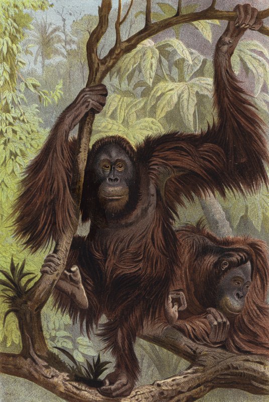 Orang-Utan von European School