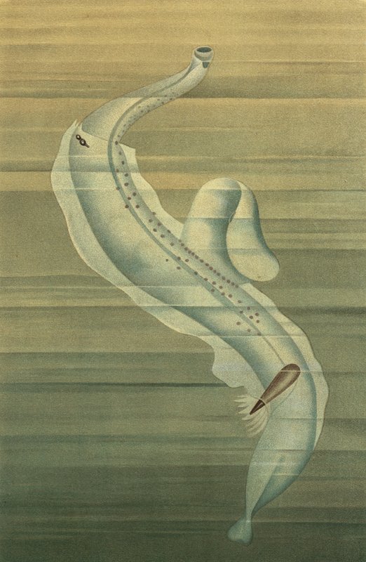 Pterotrachea von European School