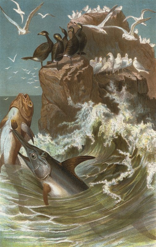 Schwertfisch von European School