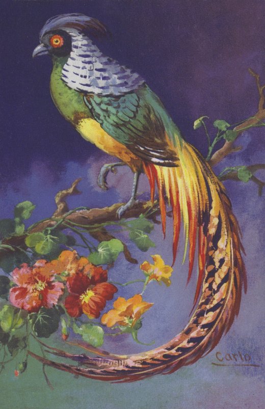 Tropischer oder exotischer Vogel von European School