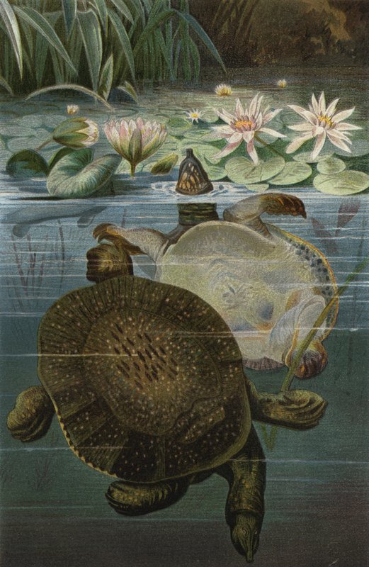 Weichschildkröte von European School