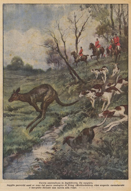 Australische Jagd in England von Achille Beltrame