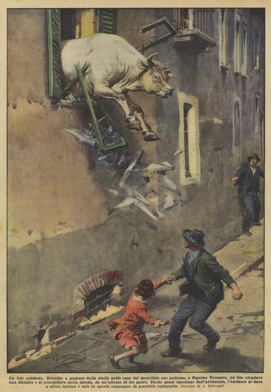 Ein akrobatischer Ochse von Achille Beltrame