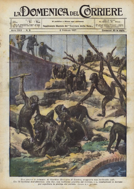 Ein Affenkrieg von Achille Beltrame