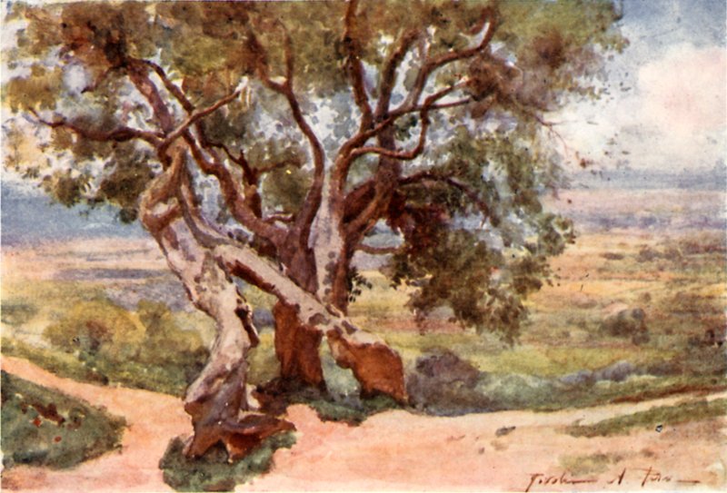 Campagna Romana, von Tivoli von Alberto Pisa