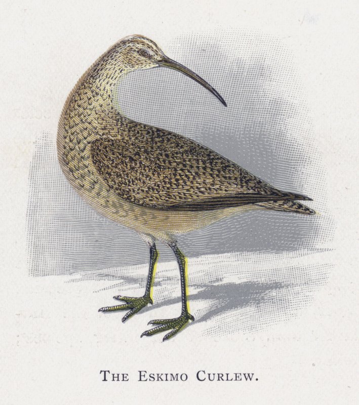 Der Eskimobrachvogel von Alexander Francis Lydon