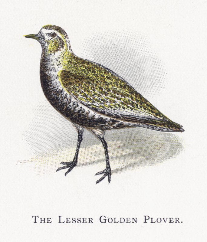 Der Kleine Goldregenpfeifer von Alexander Francis Lydon