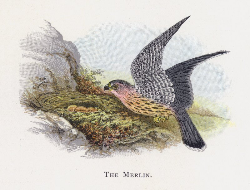 Der Merlin von Alexander Francis Lydon