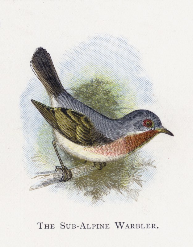 Die Subalpine Grasmücke von Alexander Francis Lydon