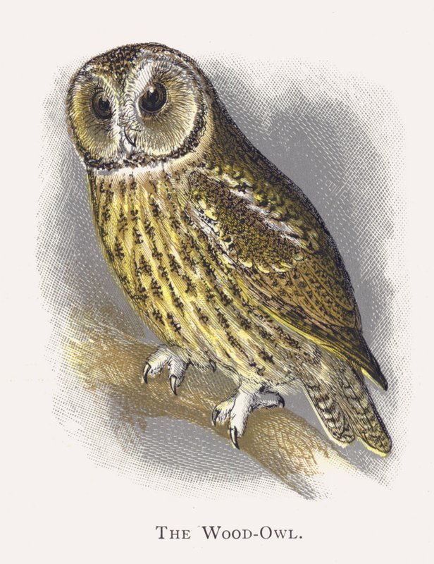 Die Waldkauz von Alexander Francis Lydon