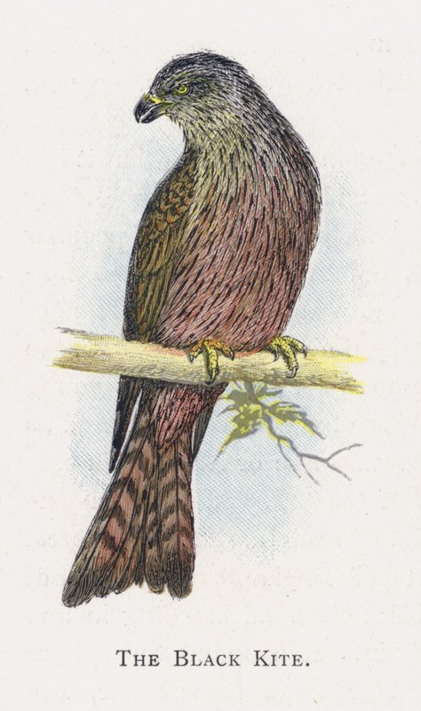 Der Schwarzmilan von Alexander Francis Lydon