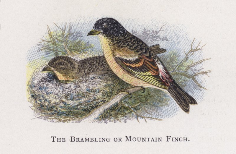 Der Bergfink von Alexander Francis Lydon
