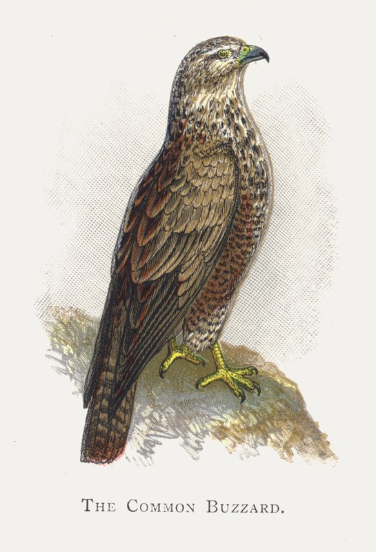 Der Mäusebussard von Alexander Francis Lydon