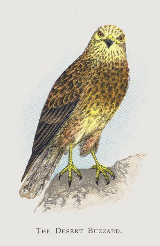 Der Wüstenbussard von Alexander Francis Lydon