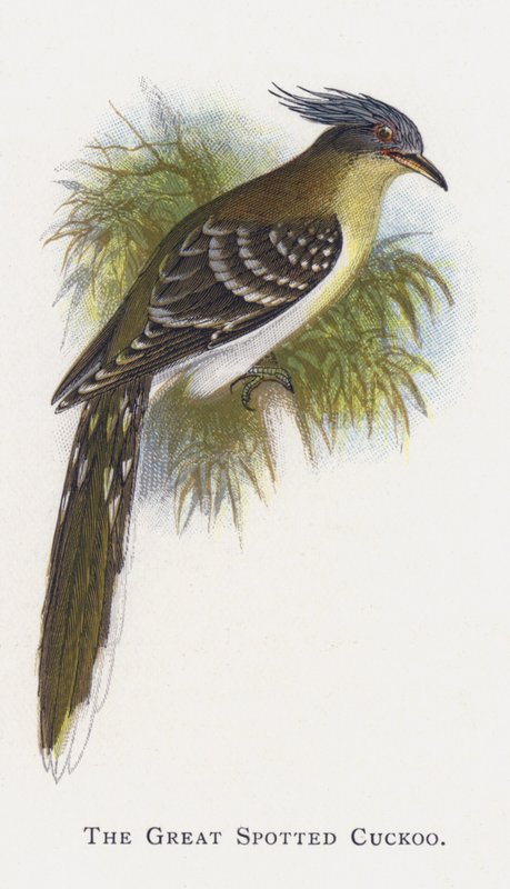 Der Häherkuckuck von Alexander Francis Lydon