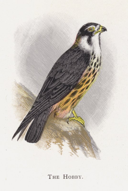 Der Baumfalke von Alexander Francis Lydon