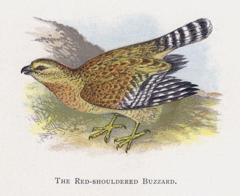 Der Rotschulterbussard von Alexander Francis Lydon