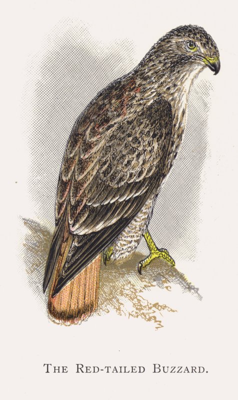 Der Rotschwanzbussard von Alexander Francis Lydon