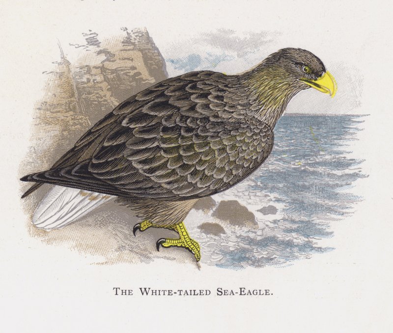 Der Seeadler von Alexander Francis Lydon