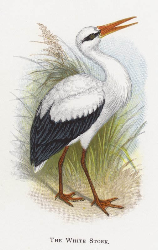 Der Weißstorch von Alexander Francis Lydon