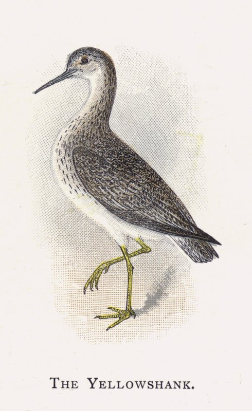 Der Gelbschenkel von Alexander Francis Lydon