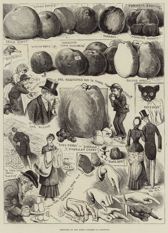 Skizzen auf dem Apfelkongress in Chiswick von Alfred Courbould