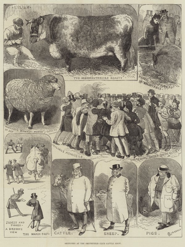 Skizzen auf der Smithfield Club Viehschau von Alfred Courbould