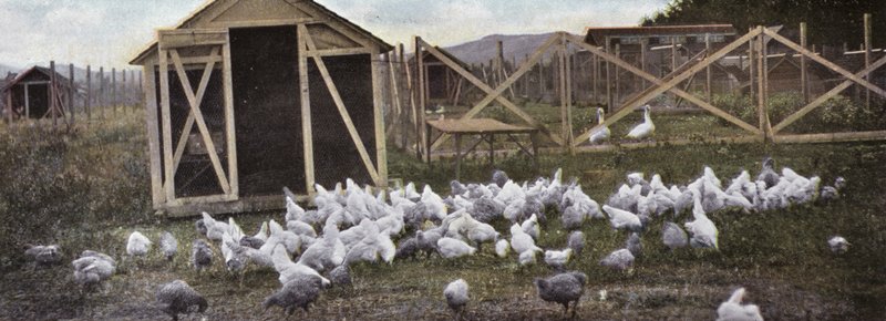 Oregon: Geflügelzucht von American Photographer (after)