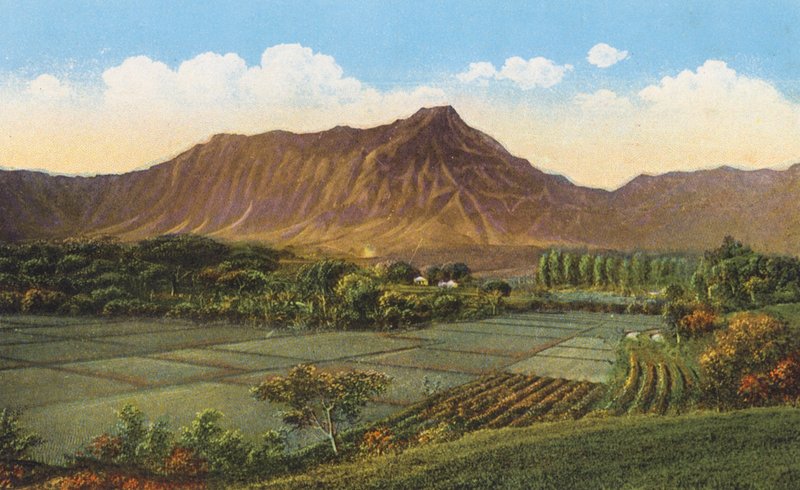 Reisfelder, Oahu von American Photographer