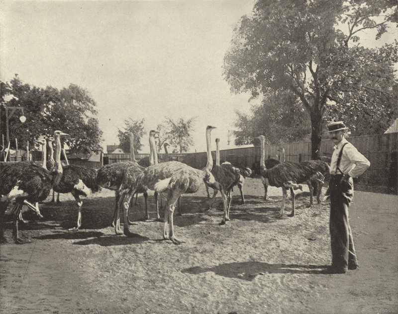 Die Strauße von American Photographer
