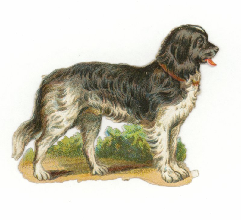 Schwarz-weißer Hund von American School